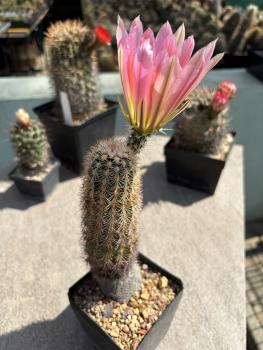 Echinocereus lloydii x dasyacanthus